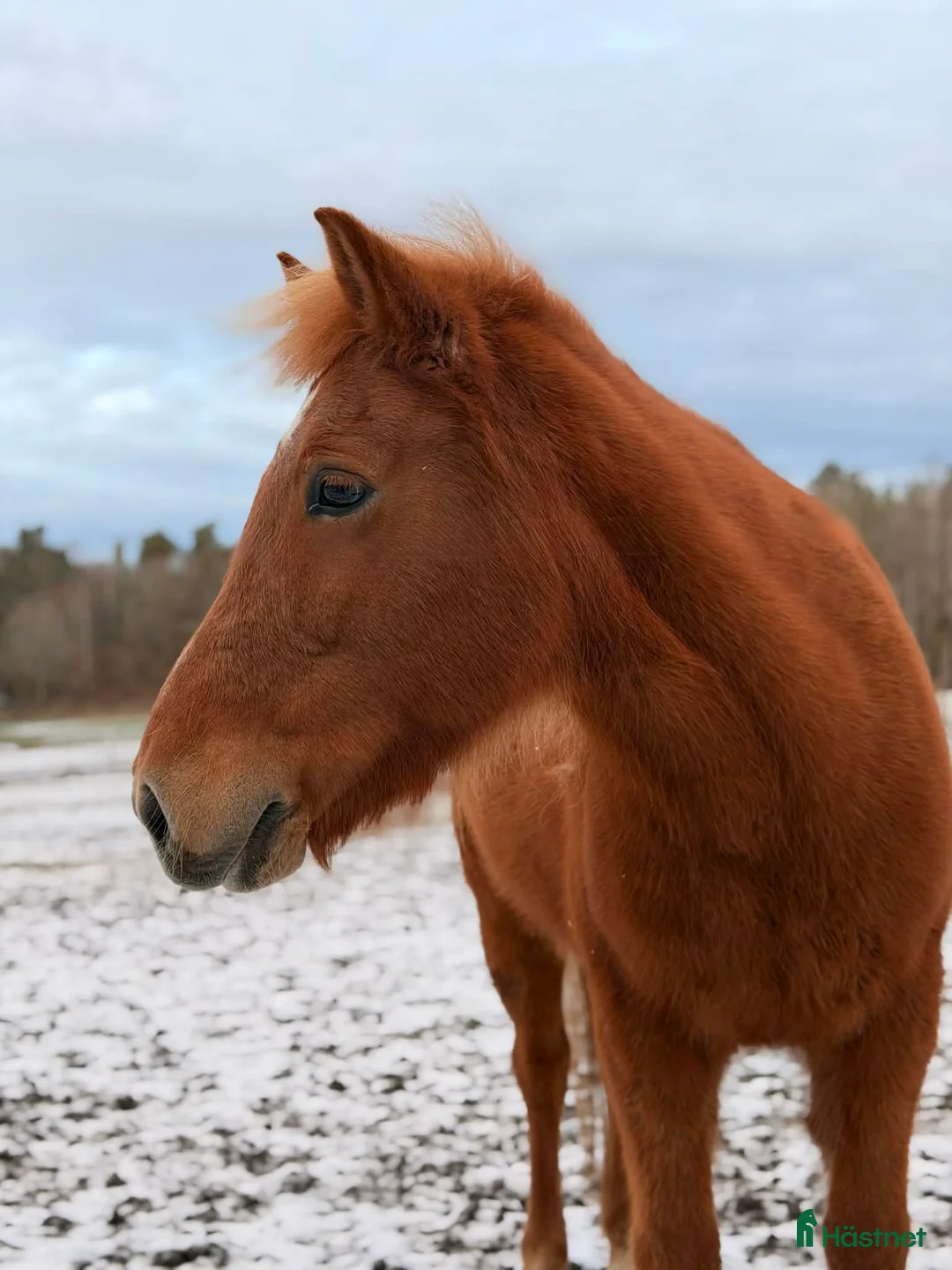 Island hästar till salu: *Reserverad* Islandssto 15 år - Annons 7
