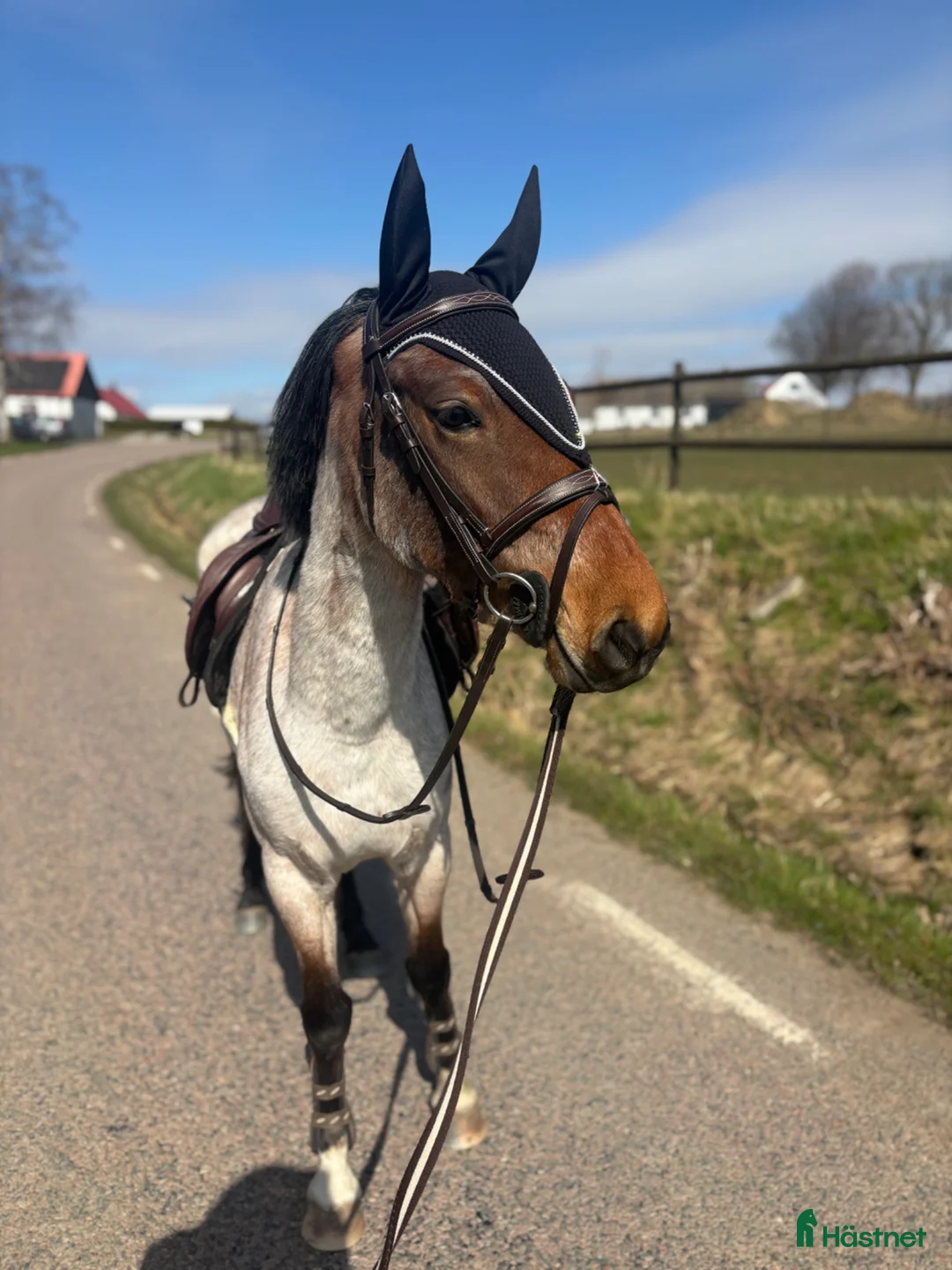 Allround hästar till salu: Lovande ungponny  - Annons 2