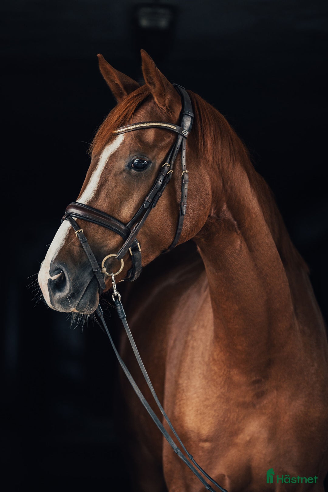 Dressyr hästar till salu: Diplomsto e. Freetown i Habo - Annons 1