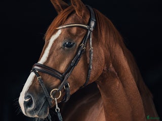 hästar Diplomsto e. Freetown i Habo - Annons 17