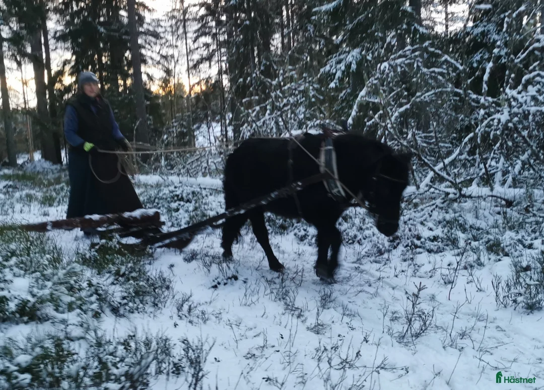 Körning hästar till salu: Bruksvalack i Vreta Kloster - Annons 3