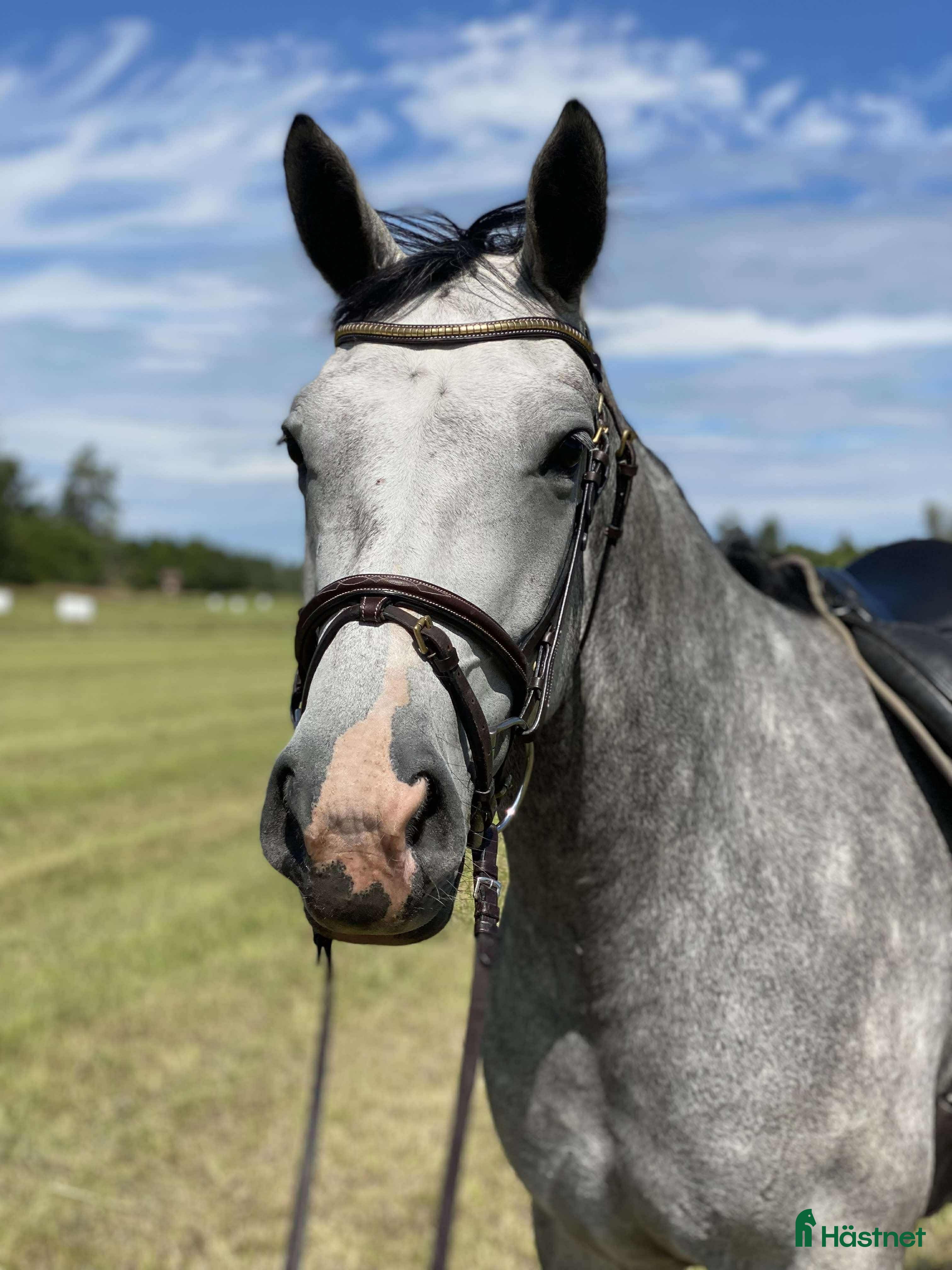  hästar 🌟Happy Grace🌟 i Almunge - Annons 4