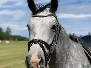 hästar 🌟Happy Grace🌟 i Almunge - Annons 4