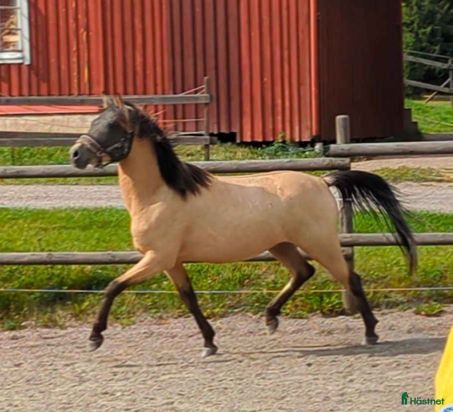  hästar Snygg 3-årig Welsh Partbred! - Annons 6