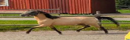 Allround hästar till salu: Snygg 3-årig Welsh Partbred! - Annons 1