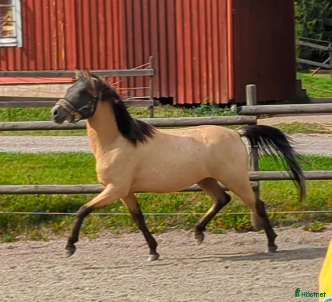 Allround hästar till salu: Snygg 3-årig Welsh Partbred! - Annons 1