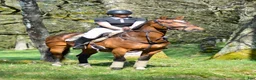 Allround hästar till salu: Pigg och trevligt allround sto - Annons 2