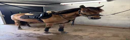 Allround hästar till salu: Superhärlig ungponny!❣️ - Annons 4