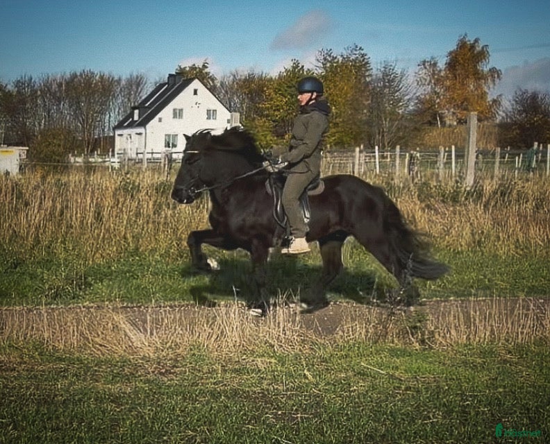  hästar En trevlig kille med mycket tölt!  - Annons 1