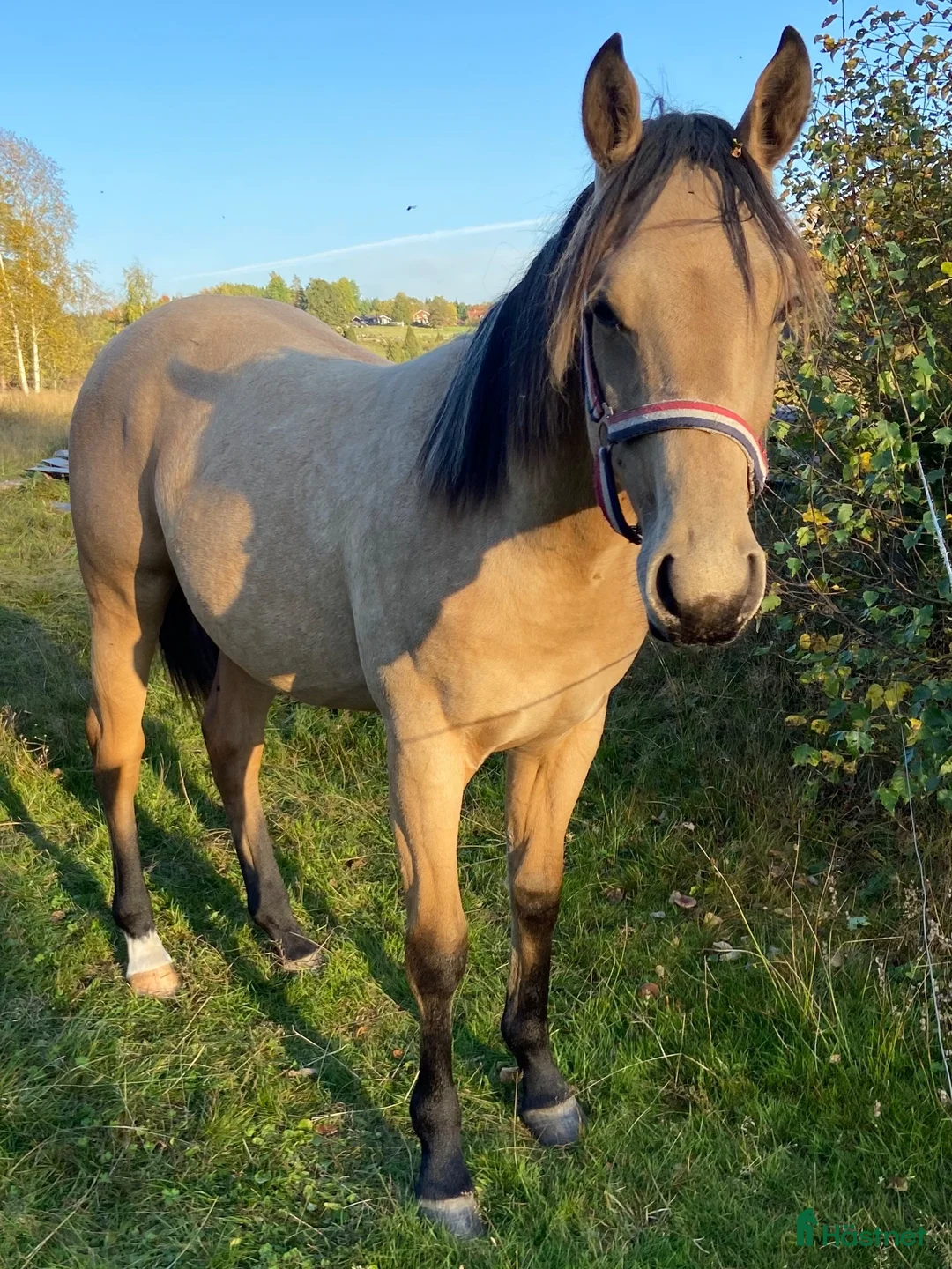 Western hästar till salu: DC Slidin On Sparks - Annons 2