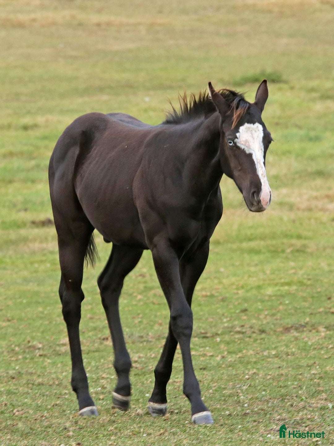 Western hästar till salu: Höstrea på Kungsvikstorp i Åtvidaberg - Annons 19