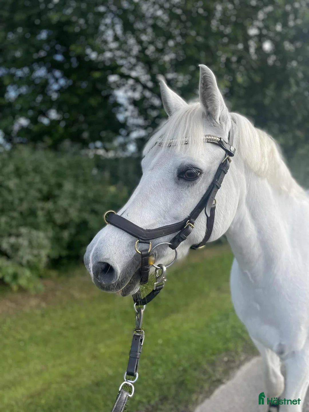 Allround hästar till salu: Bästa allround ponnyn - Annons 2