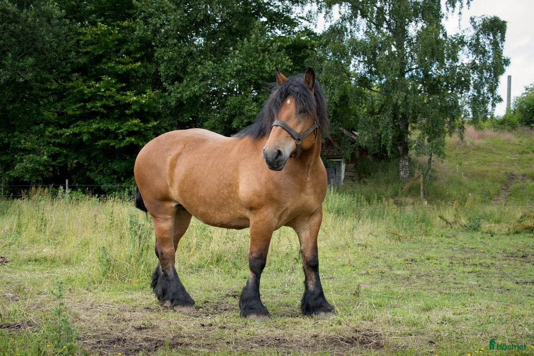 Allround hästar till salu: Ardenner Stoföl (e. Cronas Waldemar) i Kågeröd - Annons 7