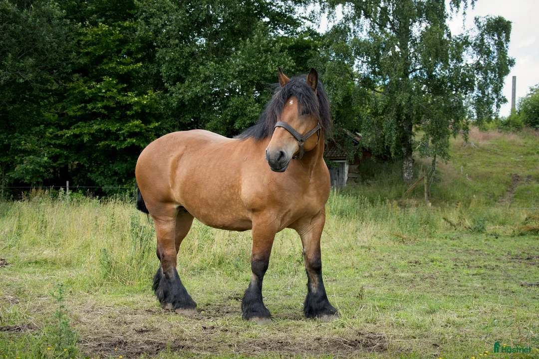 Allround hästar till salu: Ardenner Stoföl (e. Cronas Waldemar) i Kågeröd - Annons 7