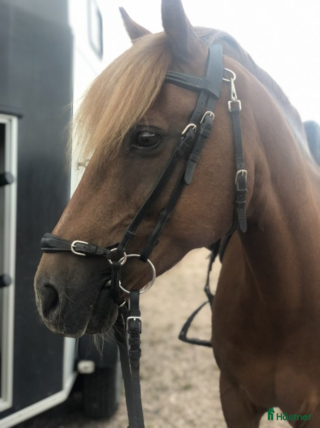 Allround hästar till salu: Underbar B-ponny för rätt hem i Norberg - Annons 1