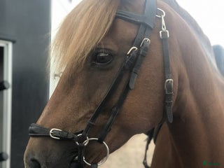 hästar Underbar B-ponny för rätt hem i Norberg - Annons 3