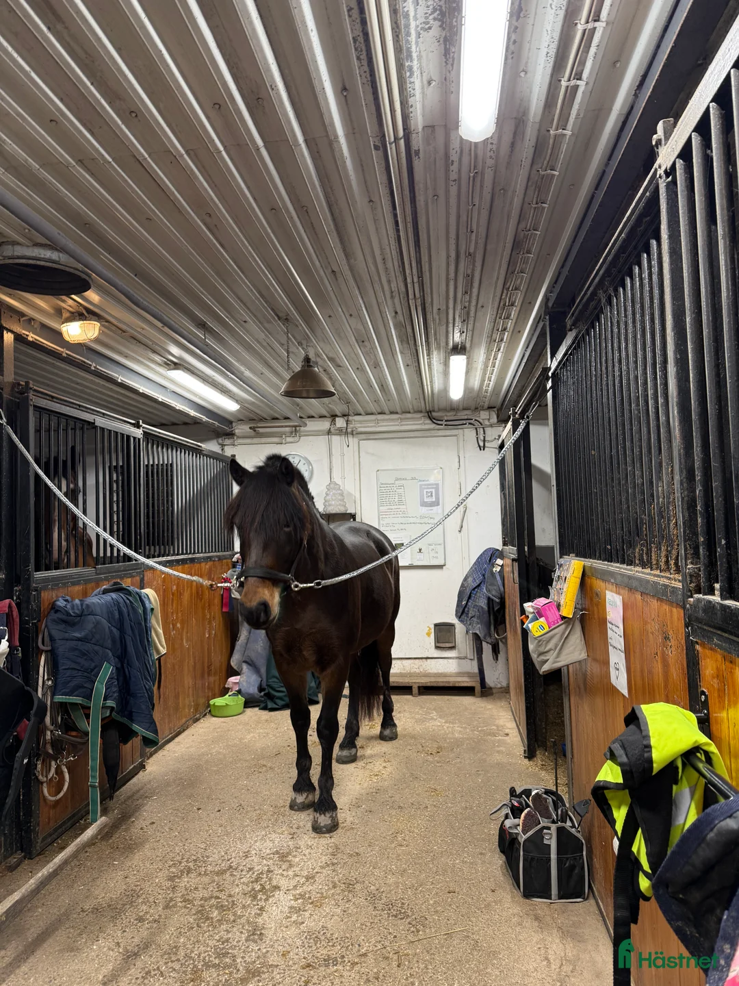 Allround hästar till salu: Omskolad kallblodstravare  i Karlskoga - Annons 2