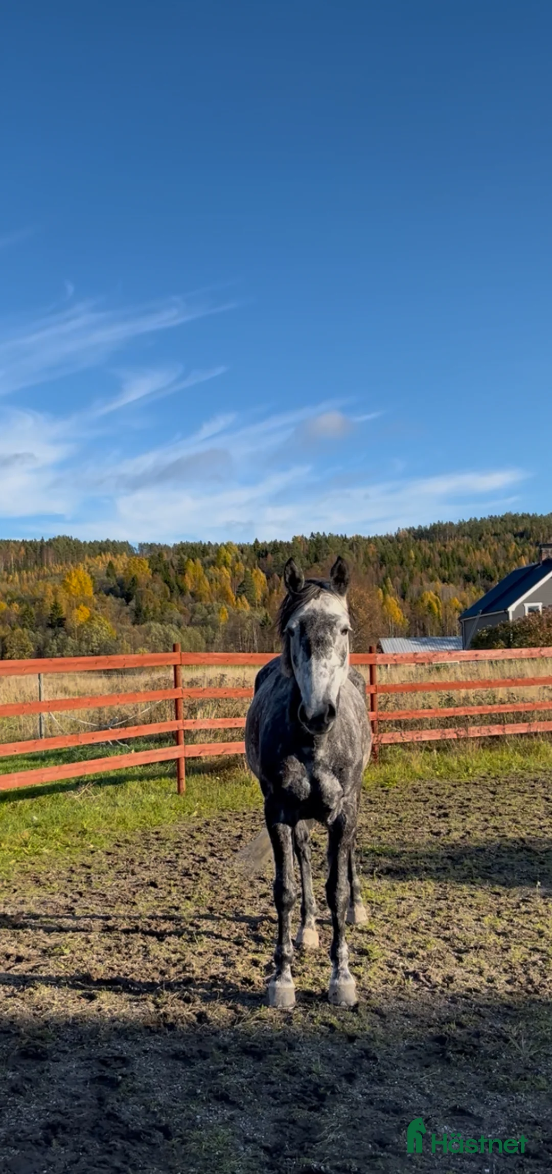 Allround hästar till salu: Projekt ponny i Bollstabruk - Annons 2