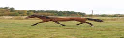 Allround hästar till salu: Spännande Welsh cob sto  - Annons 6