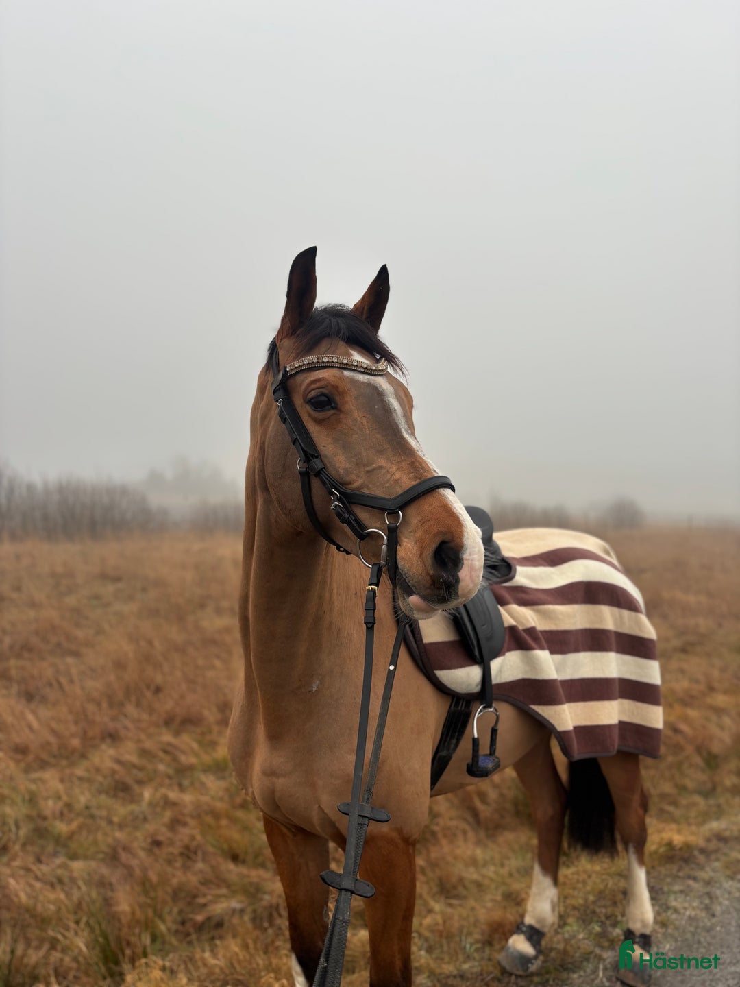 Träns hästutrustning till salu: Fint micklemträns i Tyresö - Annons 3