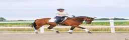 Allround hästar sökes: Snäll häst sökes i Klagstorp - Annons 1