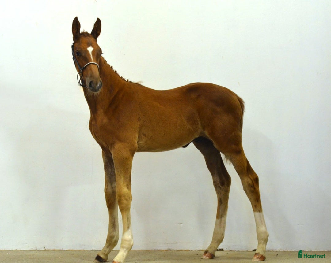 Hoppning hästar till salu: Hingstföl E Kathmandu ES Z i Sorunda - Annons 6