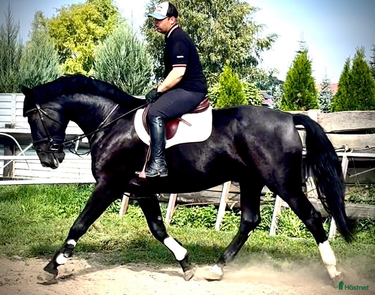  hästar Black Pearl Waria – Exceptional 5-Year-Old Mare - Annons 2