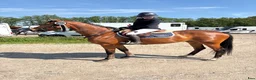 Hoppning hästar till salu: Fin 4-åring  - Annons 4