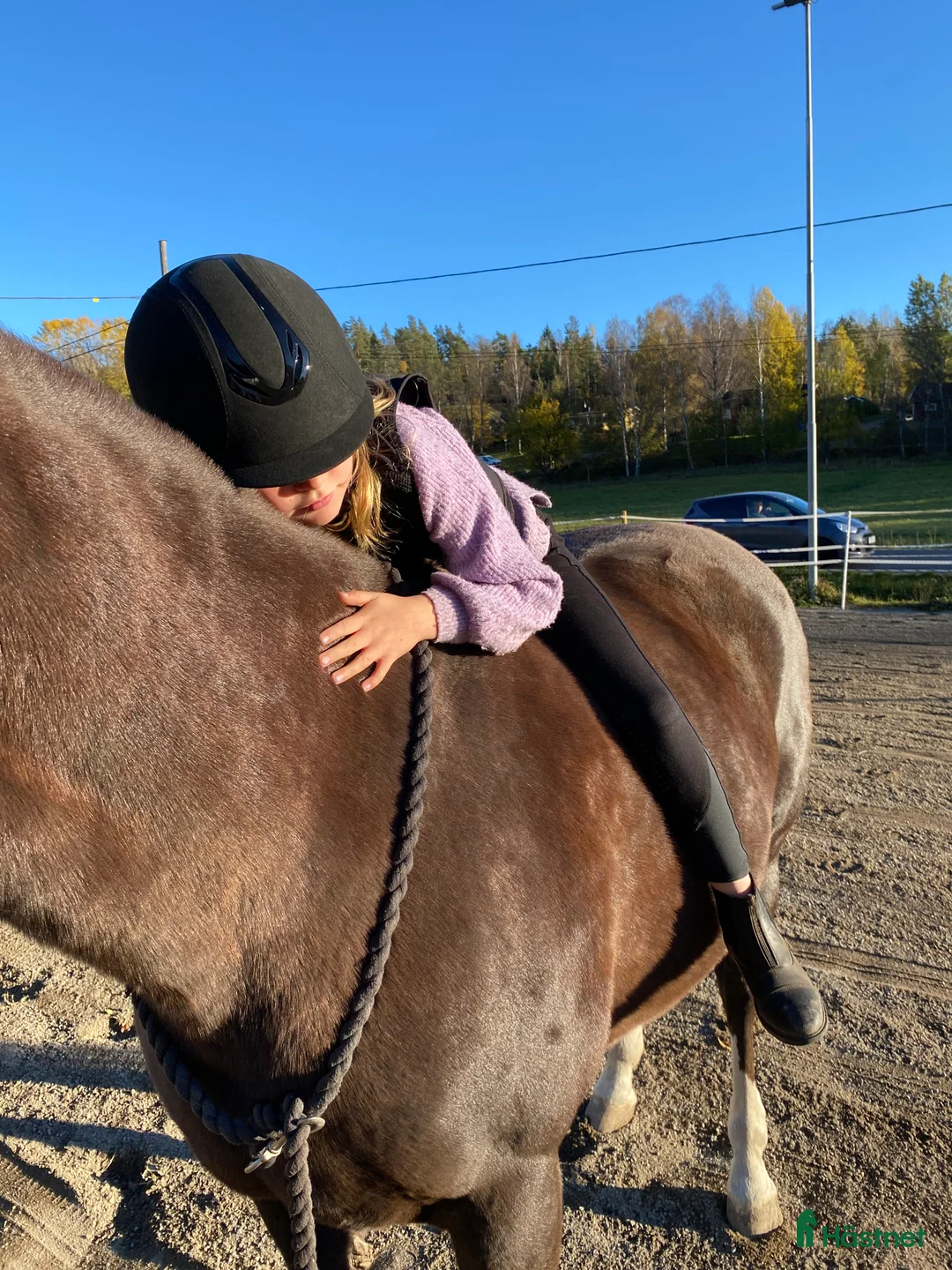 Allround hästar sökes: Trygg B-ponny sökes! 🐴 i Österhaninge - Annons 3
