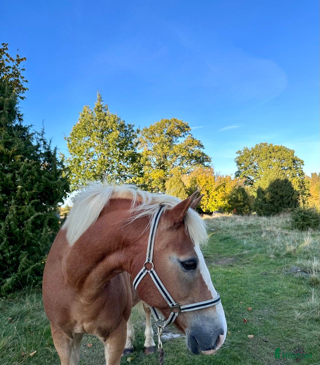 Western hästar sökes: Valack/sto sökes  i Vreta Kloster - Annons 1