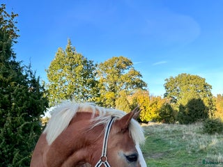hästar Valack/sto sökes i Vreta Kloster - Annons 2