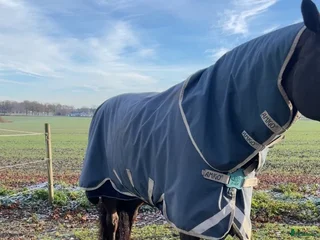 Täcken hästutrustning till salu: Amigo 100g i Helsingborg - Annons 5