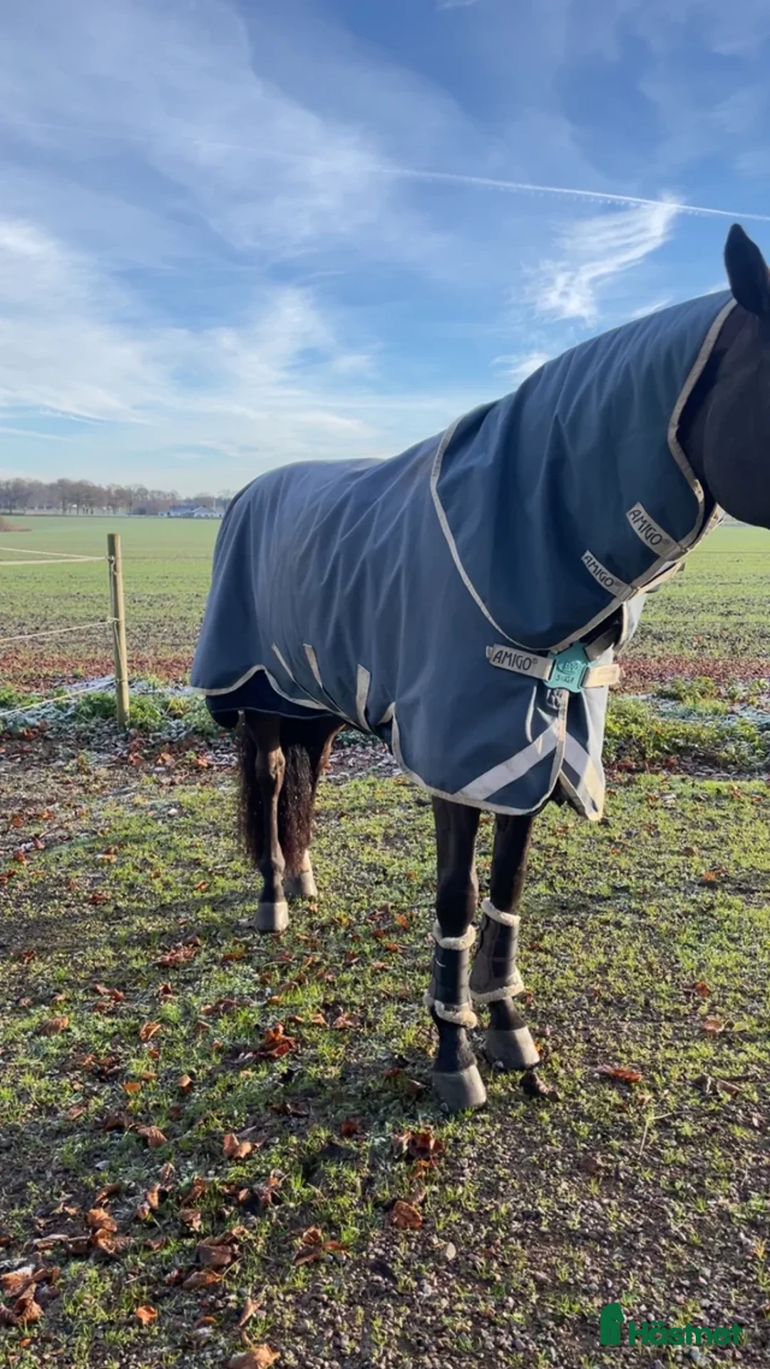 Täcken hästutrustning till salu: Amigo 100g i Helsingborg - Annons 1