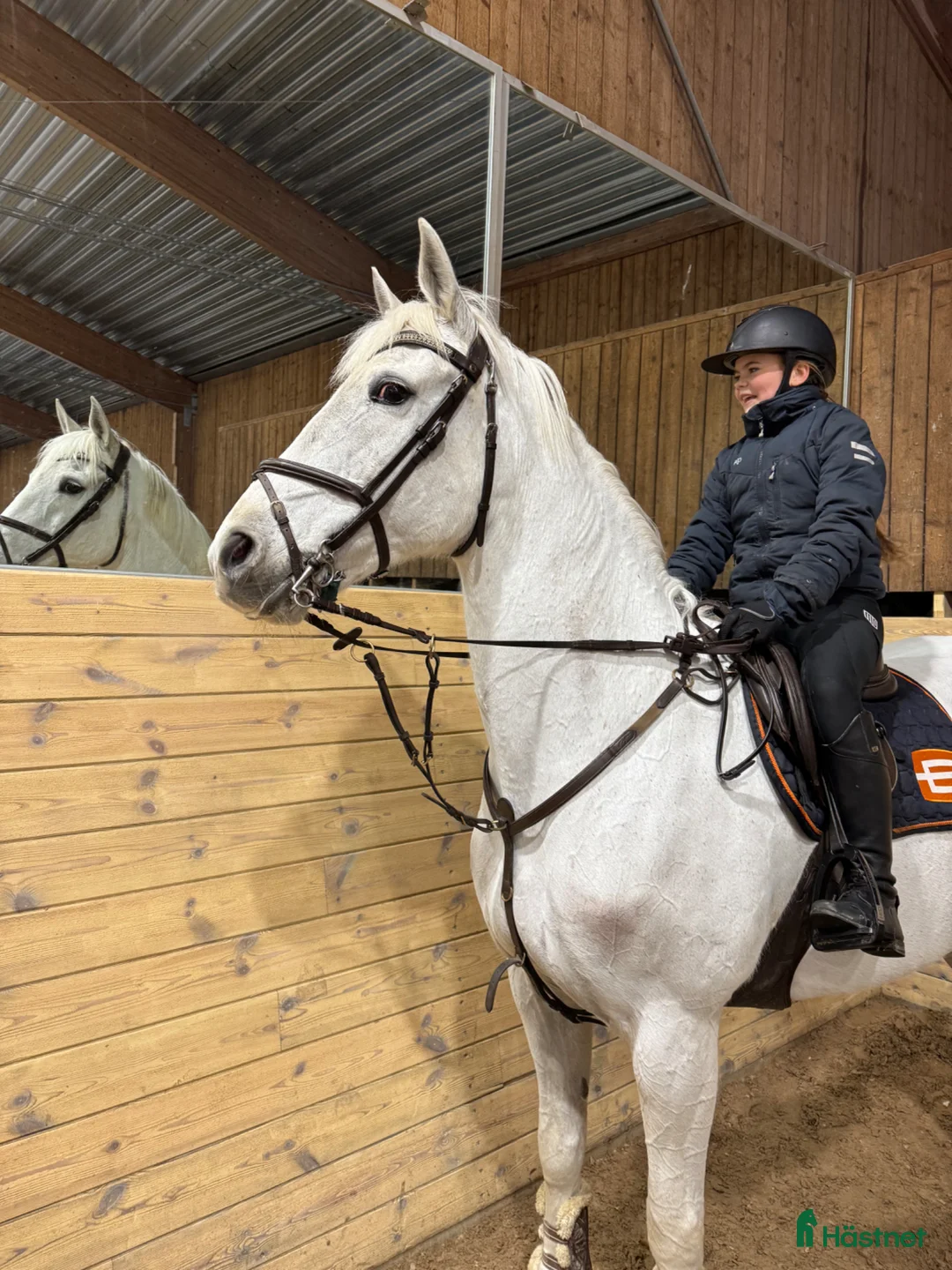 Allround hästar sökes: Säljes /byte - Annons 2