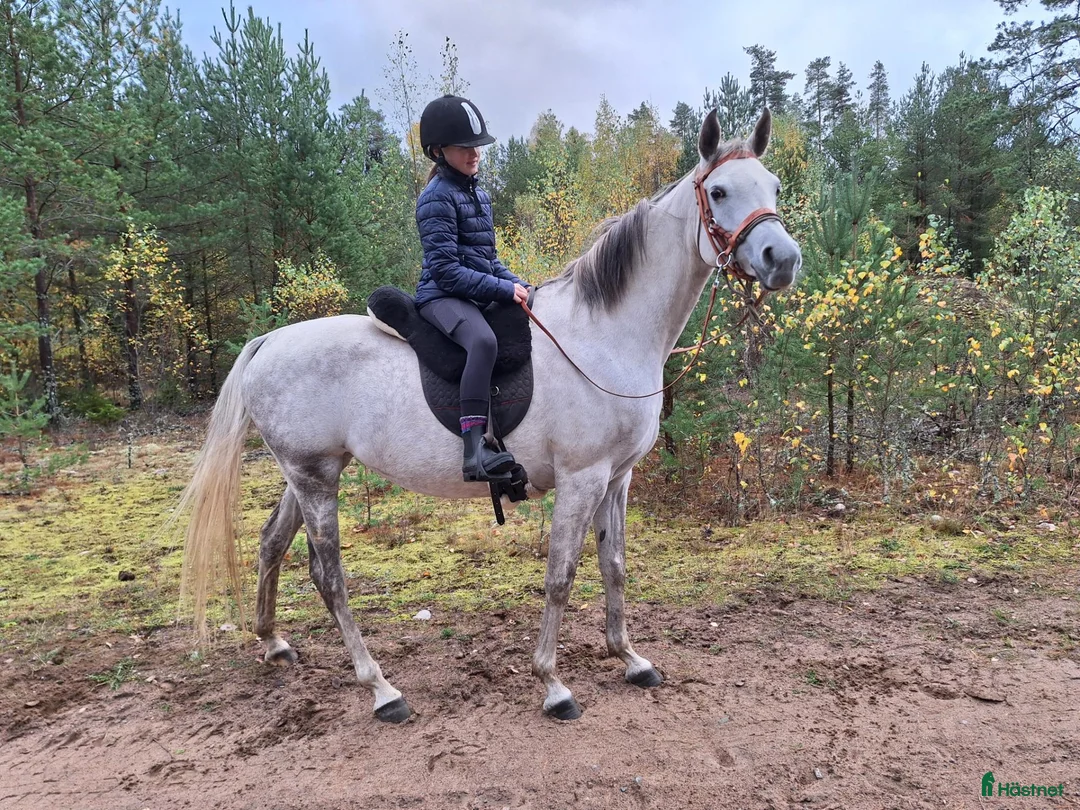 Allround hästar till salu: Underbara Yama - Annons 2