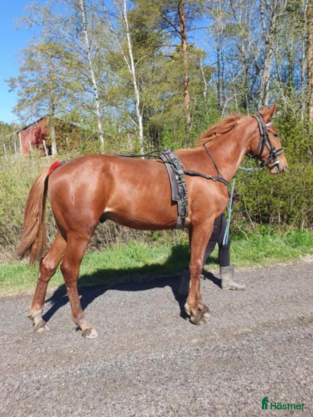 Avelshästar hästar till salu: Fint avelssto/allroundhäst med toppstam - Annons 4