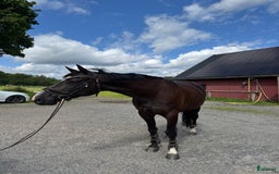 Avel hästar till salu: Snyggt avelsto!/Sällskap i Berghem - Bild 3