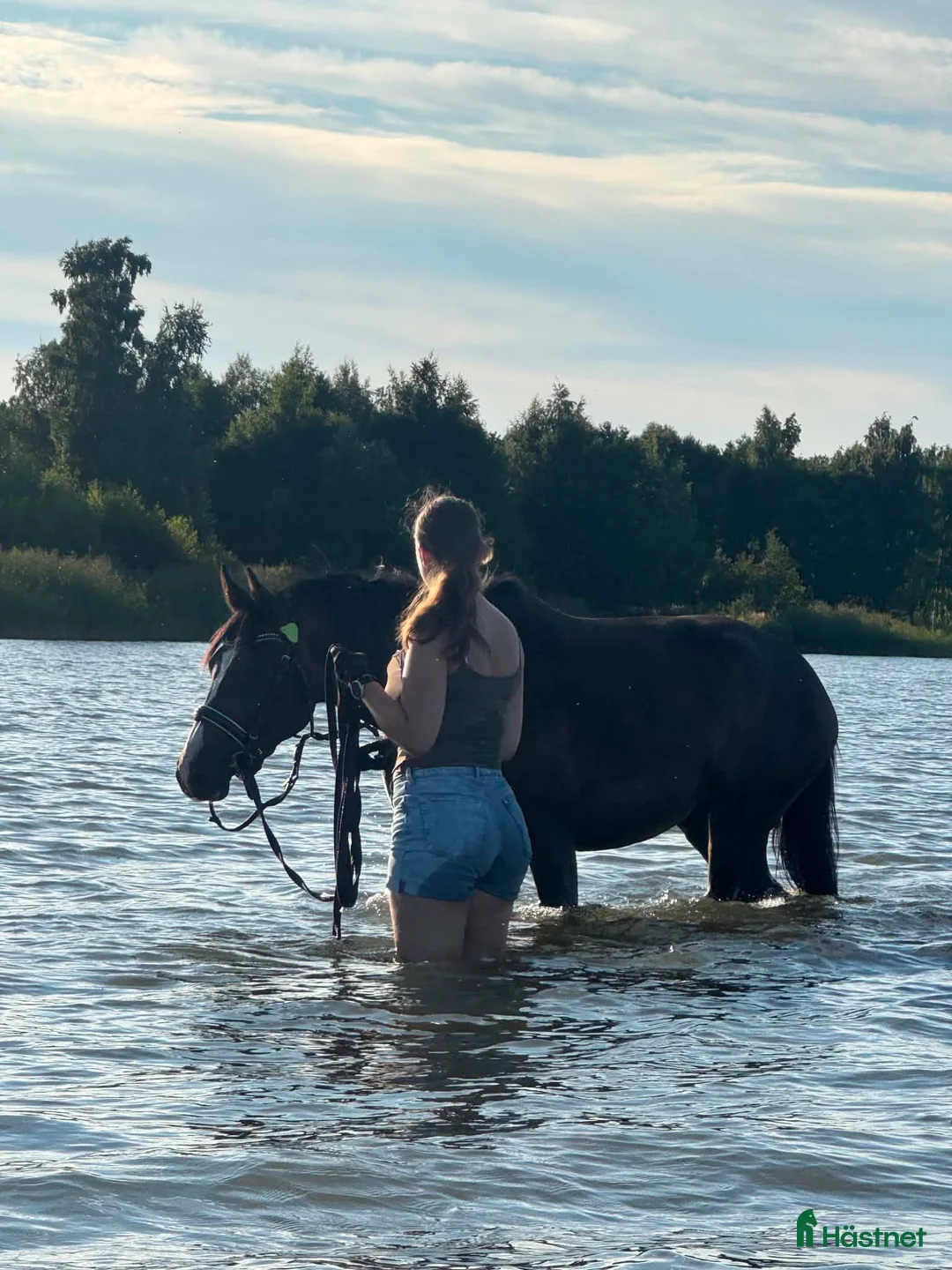 Allround hästar till salu: Reserverad - Framtidslöfte! - Annons 1