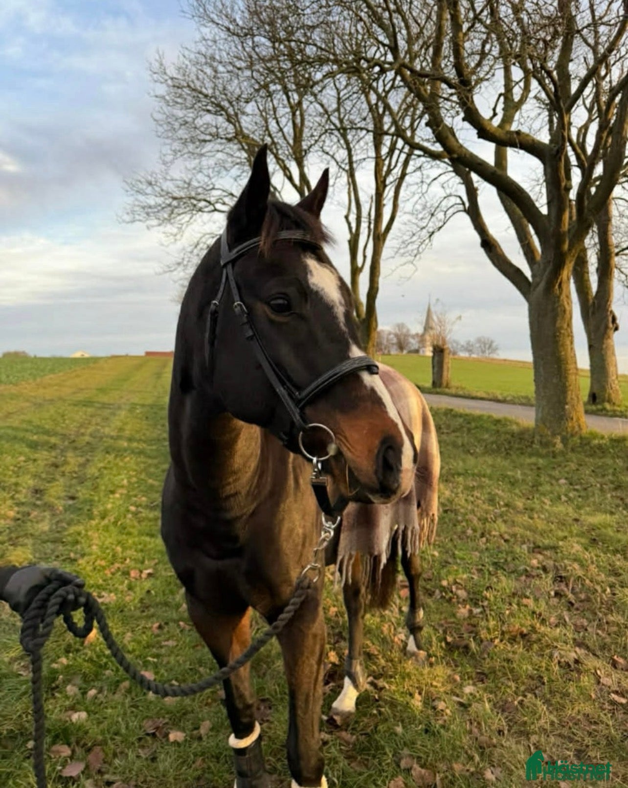  hästar Otroligt snäll sällskap- och promenad häst 🩷 i Malmö - Annons 1