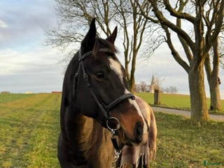 hästar Otroligt snäll sällskap- och promenad häst 🩷 i Malmö - Annons 1
