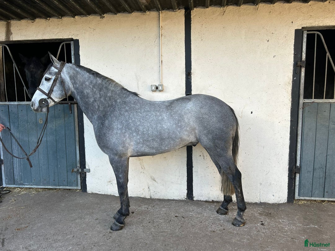 Allround hästar till salu: Alrounder/ Club Ponies i Vrigstad - Annons 10