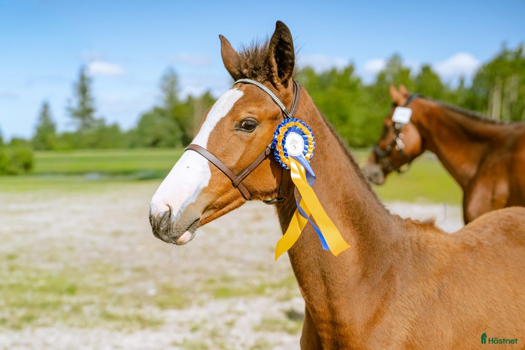Hoppning hästar till salu: Premiestoföl e. Janeiro de Bieville i Örebro - Annons 4