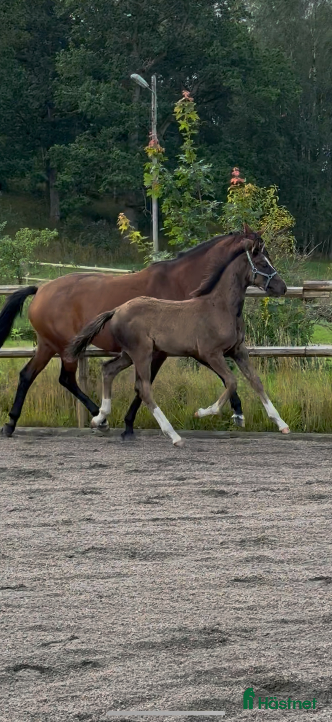 Dressyr hästar till salu: Premieföl - Högst bedömt i Sverige 2025 i Borås - Annons 5