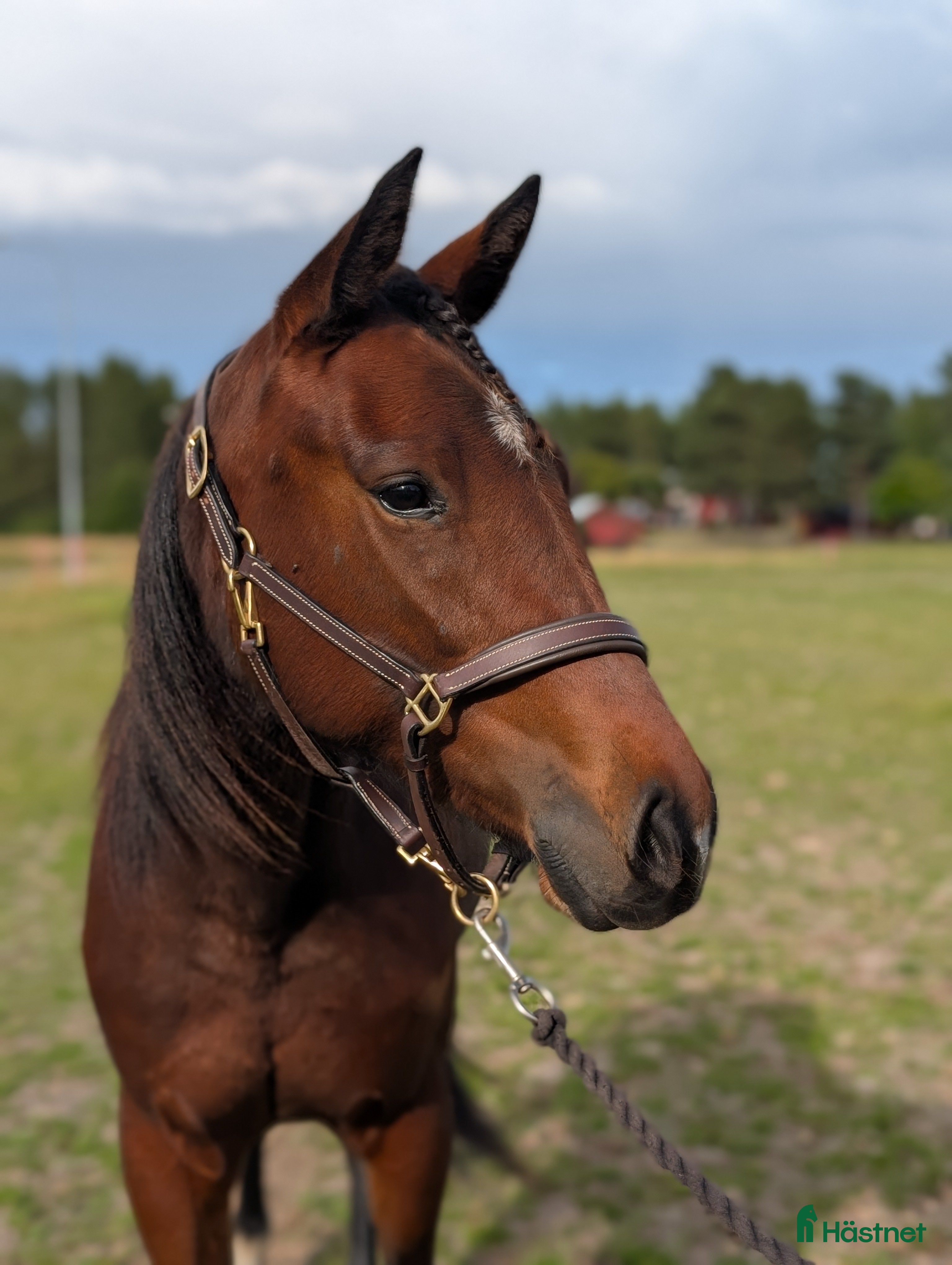  hästar Supertrevlig häst som behöver tid!  i Bureå - Annons 5