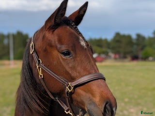 hästar Supertrevlig häst som behöver tid! i Bureå - Annons 11