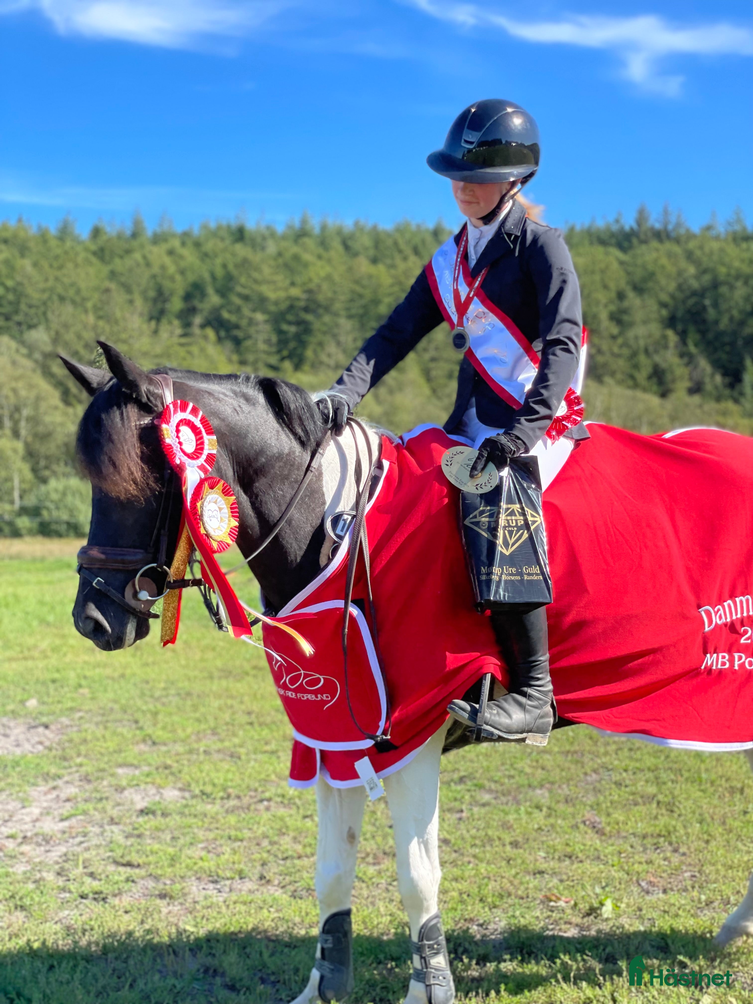  hästar Talented mare from 2018 – measured 139 cm - Annons 1