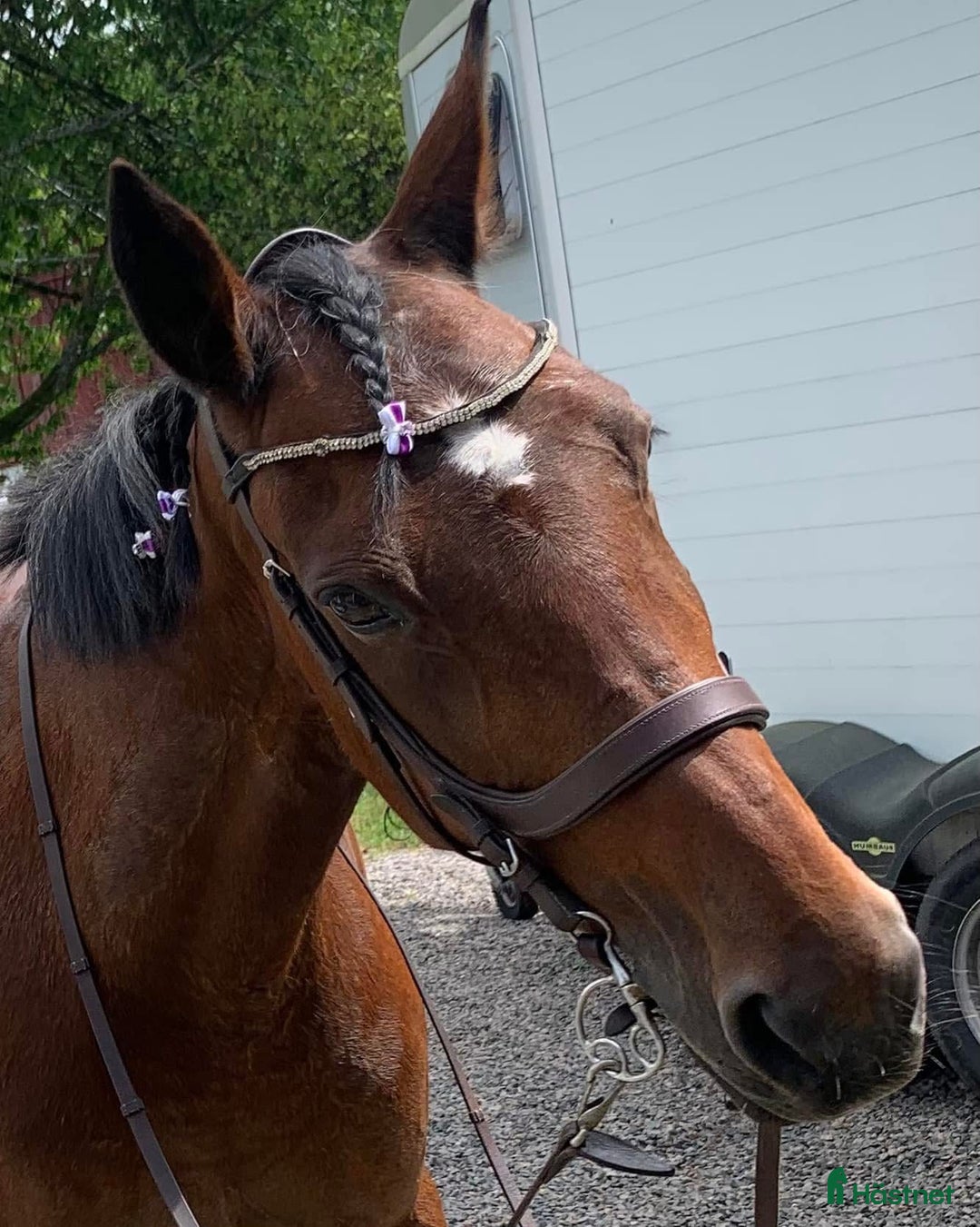 medryttarhäst finnes: Två medryttare sökes i Örkelljunga  i Örkelljunga - Annons 8