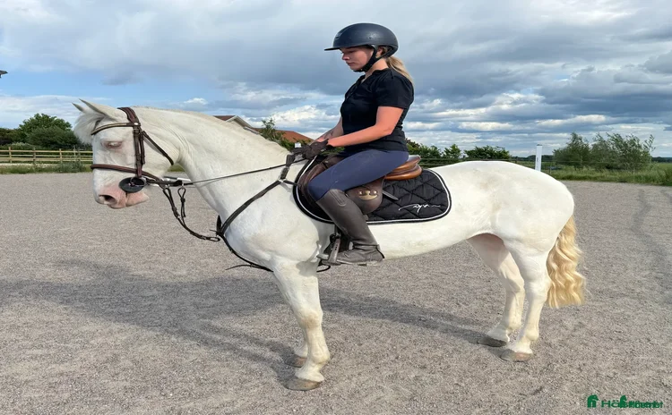  hästar i Eskilstuna - Annons 2
