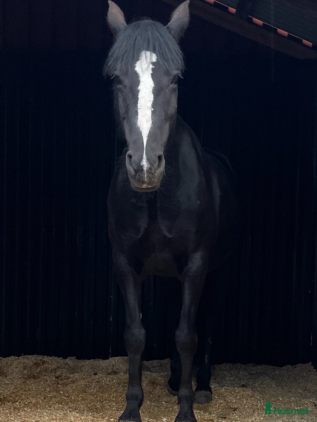 Allround hästar till salu: Intressekoll, D-ponny i Stensele - Annons 2