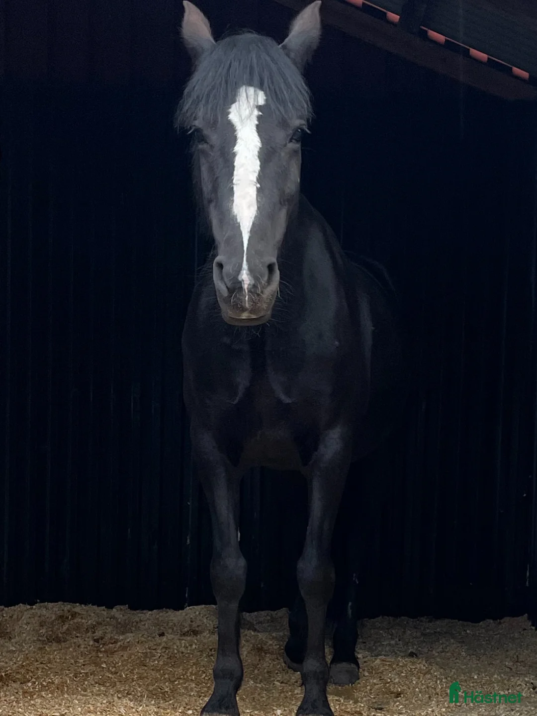 Allround hästar till salu: Intressekoll, D-ponny i Stensele - Annons 2